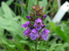 Prunella grandiflora Grootbloemige brunel bestellen